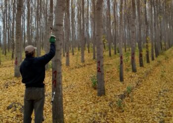 La madera de álamo: un recurso que crece con potencial en la Patagonia