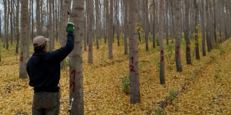 La madera de álamo: un recurso que crece con potencial en la Patagonia