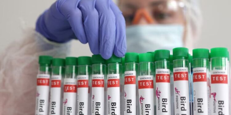 Confirmaron caso de gripe aviar en Chaco: activan medidas sanitarias y refuerzan recomendaciones