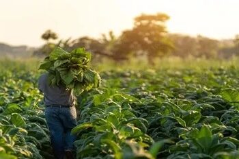 Desafíos y perspectivas de la producción tabacalera en Tucumán