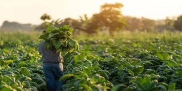Desafíos y perspectivas de la producción tabacalera en Tucumán