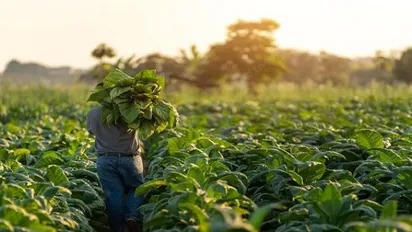 Desafíos y perspectivas de la producción tabacalera en Tucumán