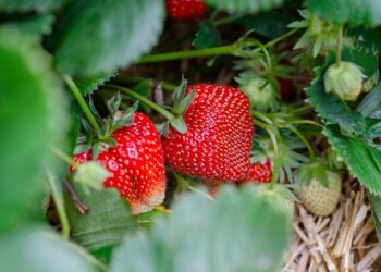 Frutillas y viento: energías renovables en la producción patagónica