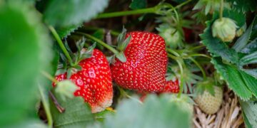 Frutillas y viento: energías renovables en la producción patagónica