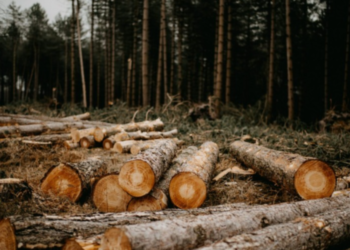 En Argentina gremiales agroindustriales plantearon al Gobierno el rechazo a reglamento de deforestación de UE