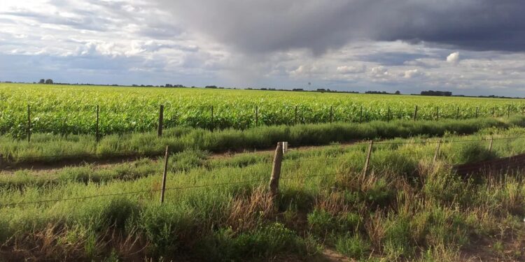 Las lluvias trajeron alivio, pero la sequía sigue siendo una preocupación para APRONOR
