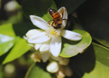 En los cítricos, la clave está en la polinización: los insectos explican 6 de cada 10 kilos de rendimiento