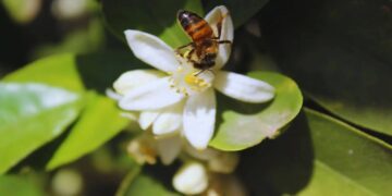 En los cítricos, la clave está en la polinización: los insectos explican 6 de cada 10 kilos de rendimiento