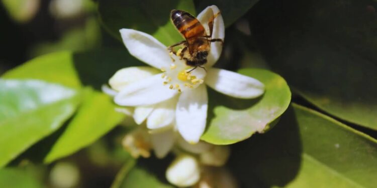 En los cítricos, la clave está en la polinización: los insectos explican 6 de cada 10 kilos de rendimiento