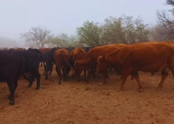 En los valles riojanos, recrían la ganadería con un modelo de mayor eficiencia y productividad