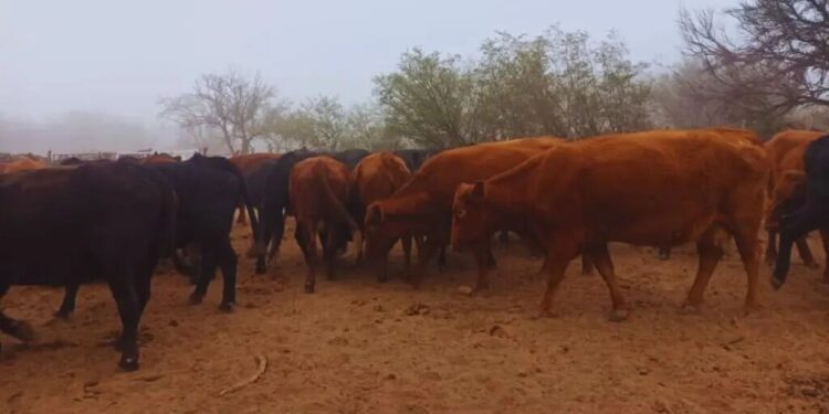 En los valles riojanos, recrían la ganadería con un modelo de mayor eficiencia y productividad