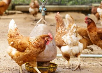 Alerta por rebrote de gripe aviar en Argentina: impacto y prevención en el sector avícola