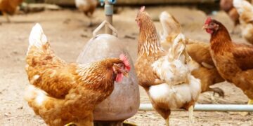 Alerta por rebrote de gripe aviar en Argentina: impacto y prevención en el sector avícola