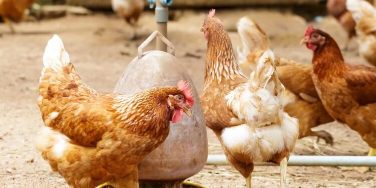 Alerta por rebrote de gripe aviar en Argentina: impacto y prevención en el sector avícola