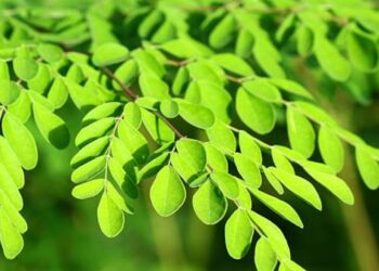 La moringa: una apuesta verde para el norte argentino