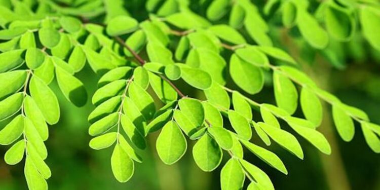 La moringa: una apuesta verde para el norte argentino