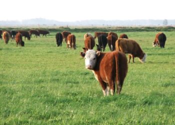 Menos oferta deviene en precios mejorados para la hacienda