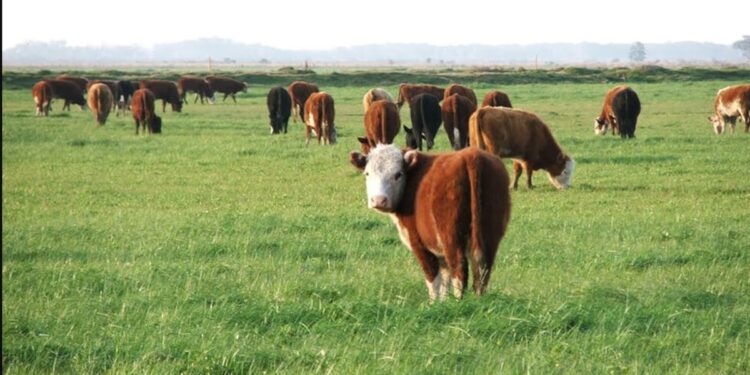 Menos oferta deviene en precios mejorados para la hacienda