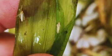 La sombra de la chicharrita crece, pero afirman que “la mayoría de los maíces está a salvo”
