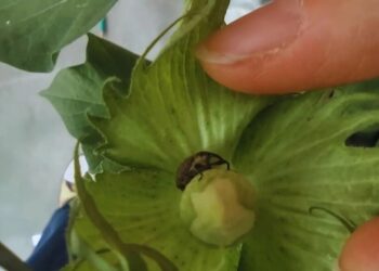 Un desarrollo del INTA “pica” en punta para enfrentar a la mayor plaga del algodón
