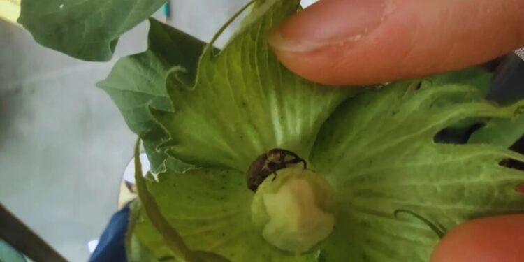 Un desarrollo del INTA “pica” en punta para enfrentar a la mayor plaga del algodón
