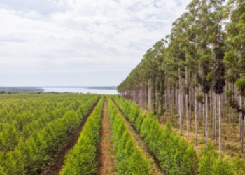 Forestación: Paraguay exportó por USD 5 millones en enero