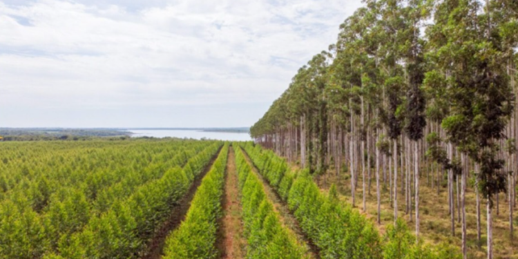 Forestación: Paraguay exportó por USD 5 millones en enero