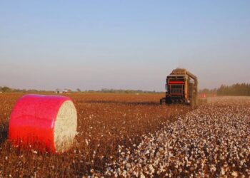 Rotaciones intensivas: el as bajo la manga para mejorar el algodón