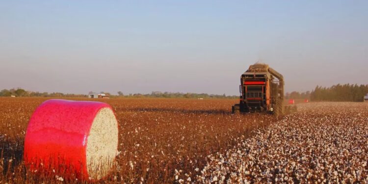 Rotaciones intensivas: el as bajo la manga para mejorar el algodón