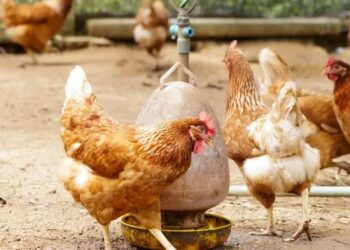 Uruguay en alerta sanitaria por reaparición de gripe aviar en Argentina