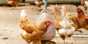Uruguay en alerta sanitaria por reaparición de gripe aviar en Argentina