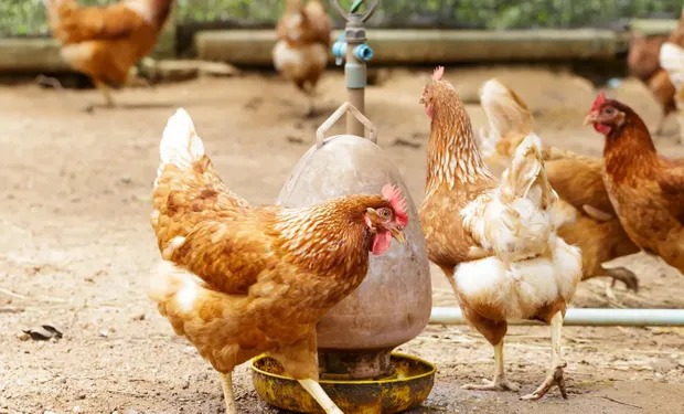 Uruguay en alerta sanitaria por reaparición de gripe aviar en Argentina