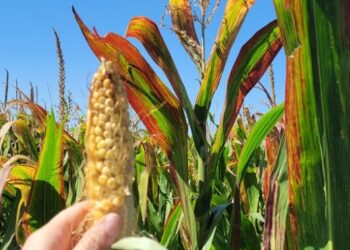 La chicharrita sigue generando preocupación en el sector maicero del NOA