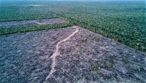 El gobierno de Corrientes se reunió con Unión Europea por deforestación y trazabilidad