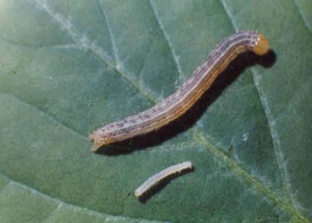 El “boom” de los biológicos: una empresa argentina logró la aprobación de un bioinsecticida en EEUU