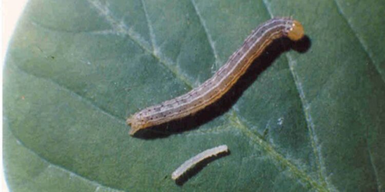 El “boom” de los biológicos: una empresa argentina logró la aprobación de un bioinsecticida en EEUU