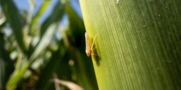 Aumento del 18% en poblaciones de chicharrita: una señal de alerta para el maíz en el NOA