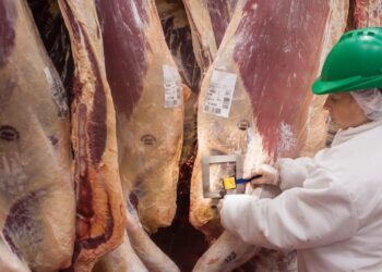 La faena bovina sigue en baja, pero con un dato favorable: menos pérdida de vientres