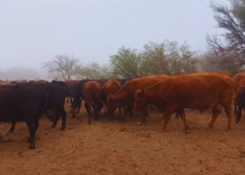 Innovación en los llanos: tecnología que revoluciona la ganadería