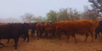 Innovación en los llanos: tecnología que revoluciona la ganadería