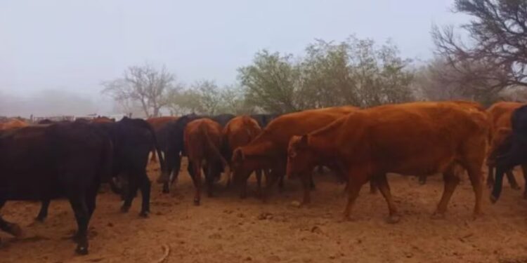 Innovación en los llanos: tecnología que revoluciona la ganadería