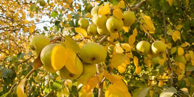 Nueva estrategia para proteger la producción frutihortícola en Mendoza