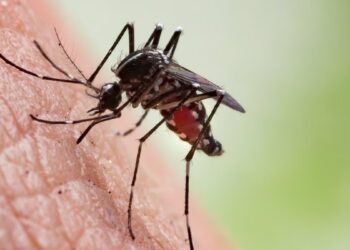 Mosquitos: ¿cómo elegir el mejor repelente?
