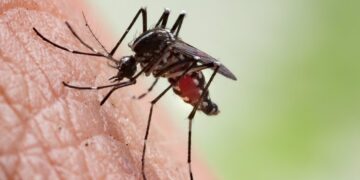 Mosquitos: ¿cómo elegir el mejor repelente?