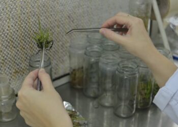 Nuevas aprobaciones biotecnológicas en bioetanol y sanidad animal