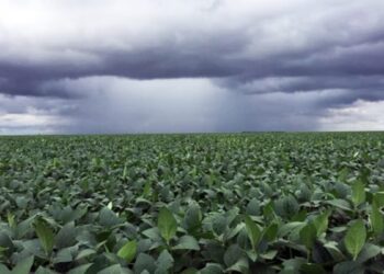 Excesos hídricos afectan cultivos en el oeste y sur del área agrícola