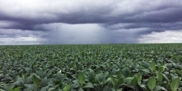 Excesos hídricos afectan cultivos en el oeste y sur del área agrícola