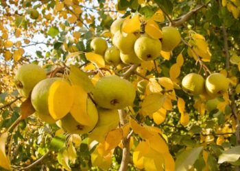 Implementan plan para proteger la producción frutihortícola en Mendoza