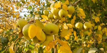 Implementan plan para proteger la producción frutihortícola en Mendoza