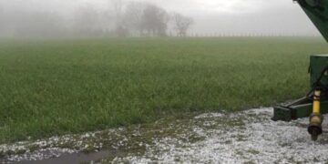 El balance de Apronor tras la lluvia en Tucumán: ¿Cómo afectó a los cultivos?